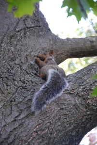 Après les Japonnais, les écureuils sont les grands squatteurs des jardins du Gouverneur :)